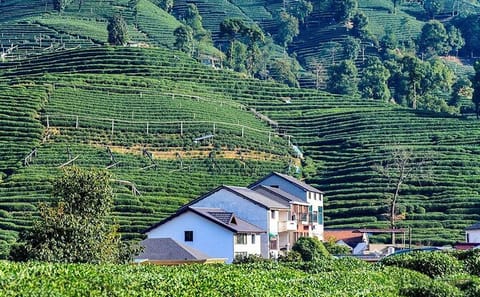 Hangzhou Day Tour of Lingyin Temple and Hupao Spring