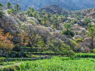 Wekan Village and Nakhal Fort Day Trip from Muscat