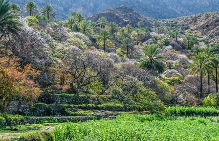 Wekan Village and Nakhal Fort Day Trip from Muscat