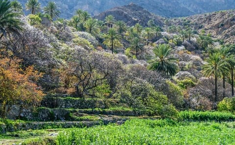Wekan Village and Nakhal Fort Day Trip from Muscat