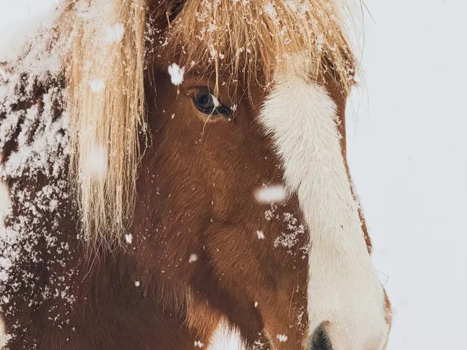 Private! Majestic Iceland: Goðafoss Waterfall, Holiday Magic and Horseback Bliss — Fox Adventure ehf