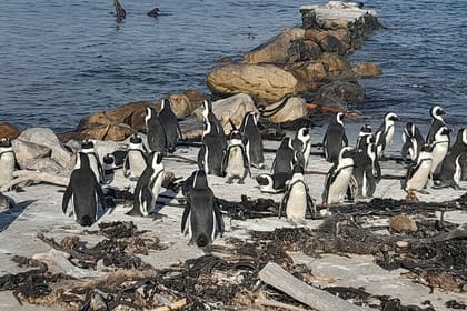 Table Mountain, cape peninsula& Penguins Colony Small Group Tour