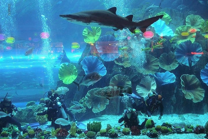 Dreamdays Diving with sharks