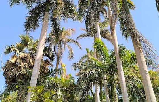 Private Abu Simbel & Aswan Botanical Gardens Tour – Guide & Tix