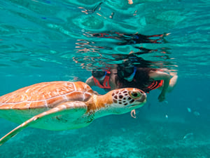 2-Hour Tulum Turtle Sanctuary & Coral Reef Snorkel by Boat