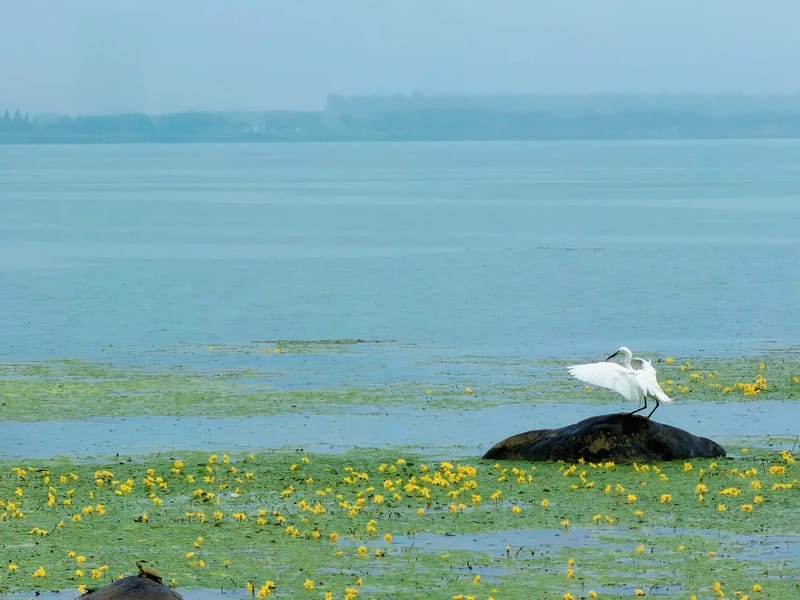 Suzhou: Taihu Lake Lakeside Cycling Private Day Trip