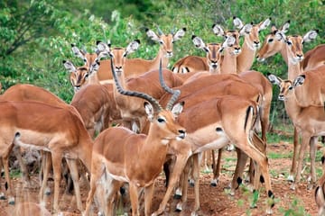 Safari 10 Days, 9 Nights – Lake Nakuru, Maasai Mara, Naivasha, Amboseli & Tsavo
