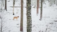 Day tour to Ranua Wildlife Park - Visit the Arctic Animals! 4