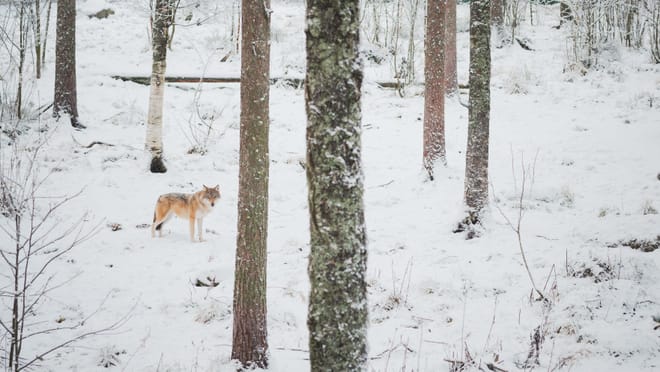 Day tour to Ranua Wildlife Park - Visit the Arctic Animals! photo 4