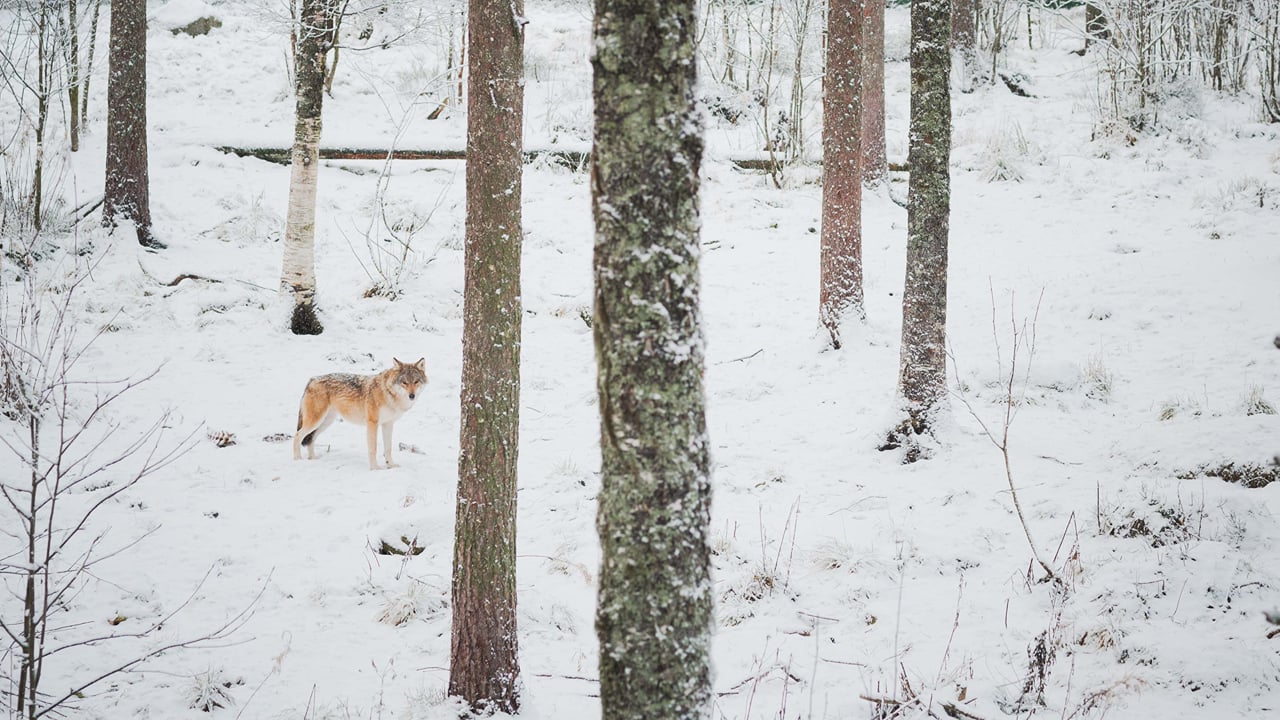 Day tour to Ranua Wildlife Park - Visit the Arctic Animals! 4