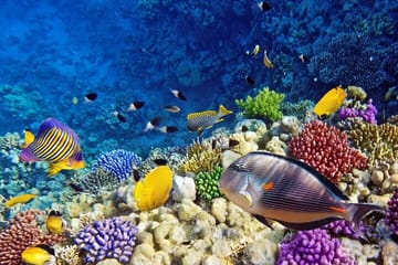 Semi-Submarine Tour of Red Sea Marine Life in Hurghada