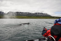 Akureyri Express Whales & Eyjafjord 8