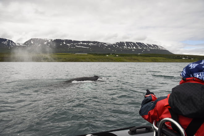 Akureyri Express Whales & Eyjafjord 8