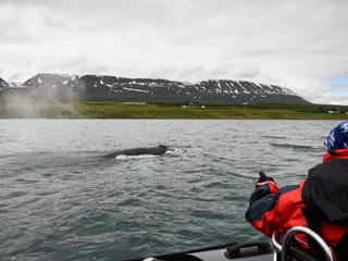 Akureyri Express Whales & Eyjafjord, photo 8