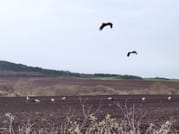 Private Birdwatching at any of the 3 Unique Spots from Sofia 4