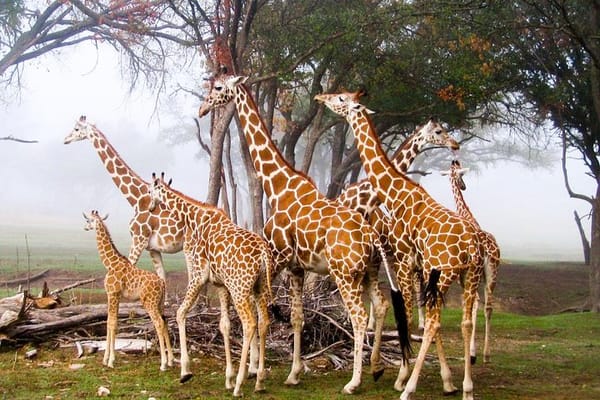 Things to do in Giraffe