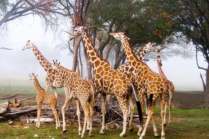 Giraffe, Nairobi