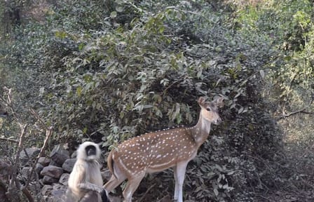Private Luxury Golden Triangle Tour with Ranthambore Adventure
