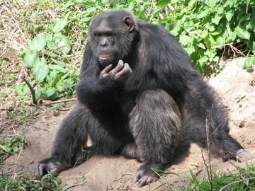 Guided Day Tour of Ol Pejeta Conservancy from Nairobi