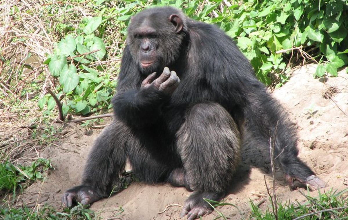 Ol Pejeta Conservancy Guided Day Tour From Nairobi