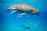 Snorkeling Day Trip With Dugong And Turtles Marsa Mubarak By Boat 9