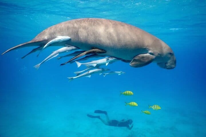 Snorkeling Day Trip With Dugong And Turtles Marsa Mubarak By Boat 9