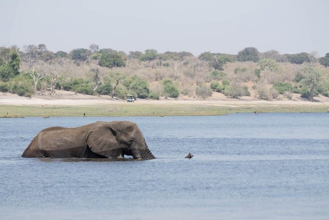 Elephant Swimming Chobe River Botswana