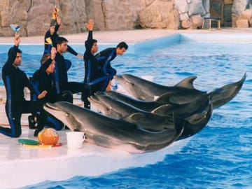 Dolphin Show Experience at Dolphin View in Sharm El Sheikh