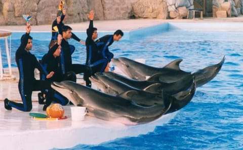 Dolphin Show Experience at Dolphin View in Sharm El Sheikh