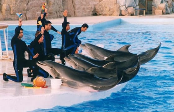 Dolphin Show Experience at Dolphin View in Sharm El Sheikh
