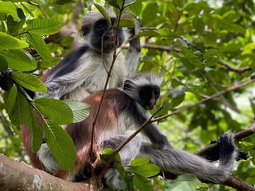 Stone Town and Jozani Forest Tour with Turtles in Zanzibar