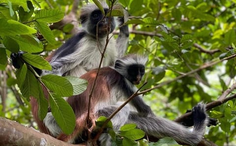 Stone Town and Jozani Forest Tour with Turtles in Zanzibar