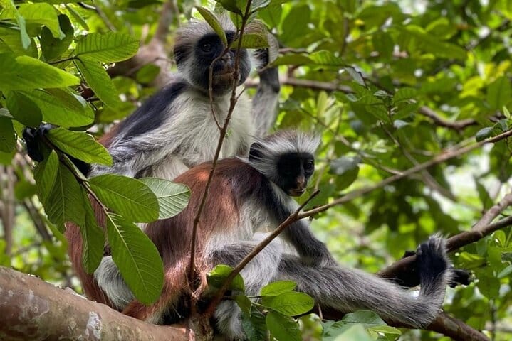Explore Stone Town and Jozani Forest with Turtles Zanzibar 3