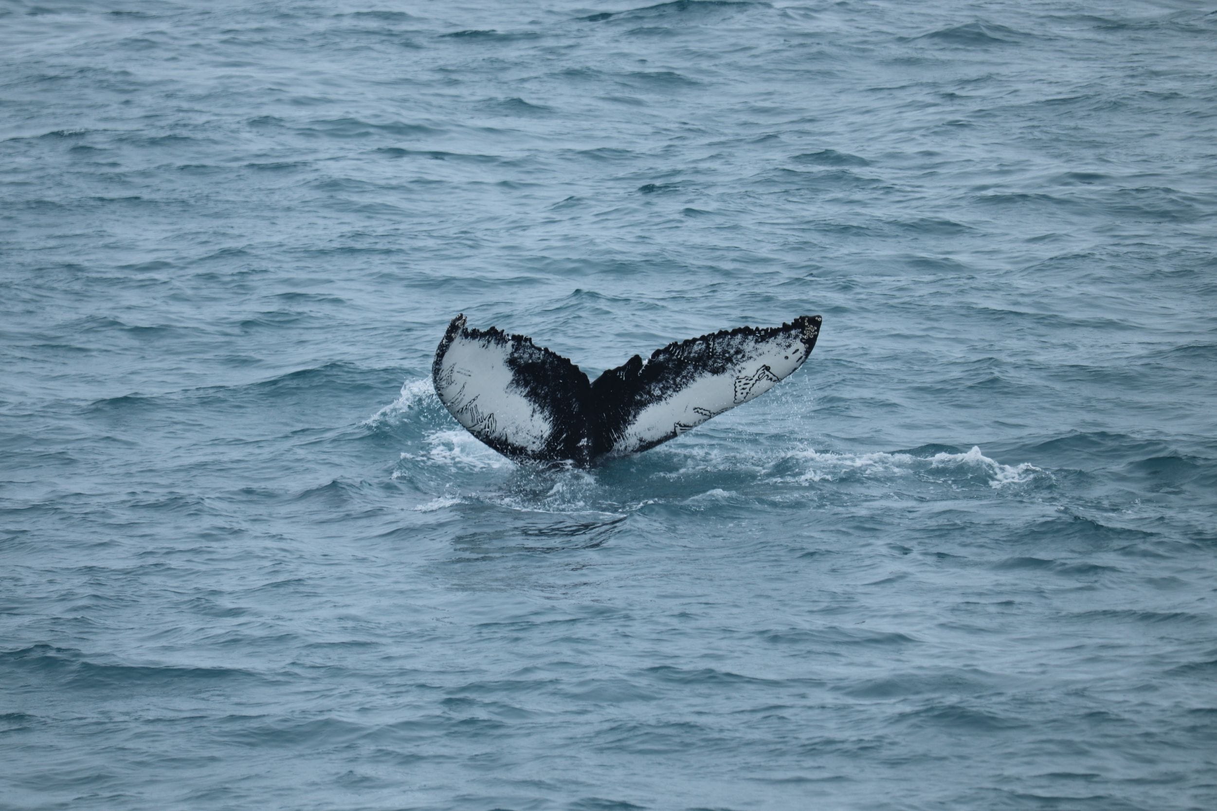 Whale tail above the water during a Reykjavík whale watching trip