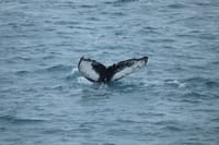Whale tail above the water during a Reykjavík whale watching trip