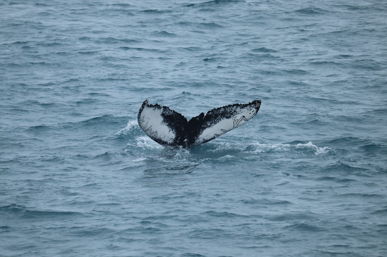 Whale tail above the water during a Reykjavík whale watching trip