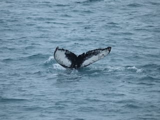 Whale tail above the water during a Reykjavík whale watching trip