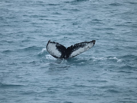 Whale tail above the water during a Reykjavík whale watching trip