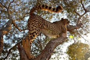 Kenya  and Tanzania Safari Adventure