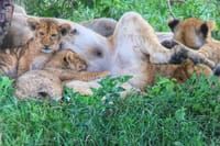 Serengeti National park