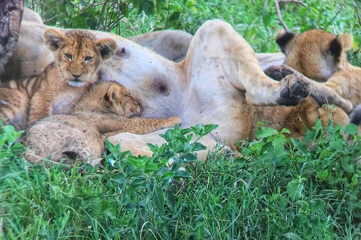 Serengeti National park