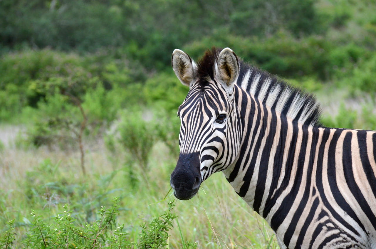 Half Day Safari  from Durban 3