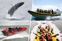 Whale  Watching from Downtown Reykjavik by RIB Speedboat  1