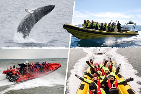 Whale Watching Adventure in Reykjavik by RIB Speedboat