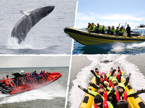 Whale  Watching from Downtown Reykjavik by RIB Speedboat 