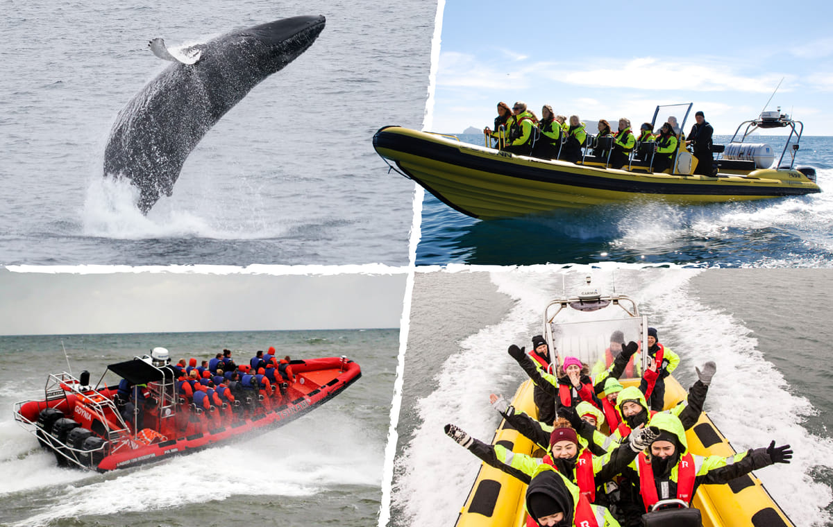 Whale Watching Adventure from Downtown Reykjavík by RIB Speedboat