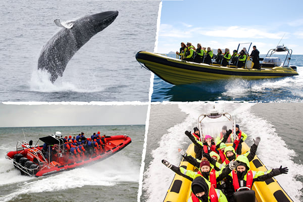 Whale Watching from Downtown Reykjavik by RIB Speedboat