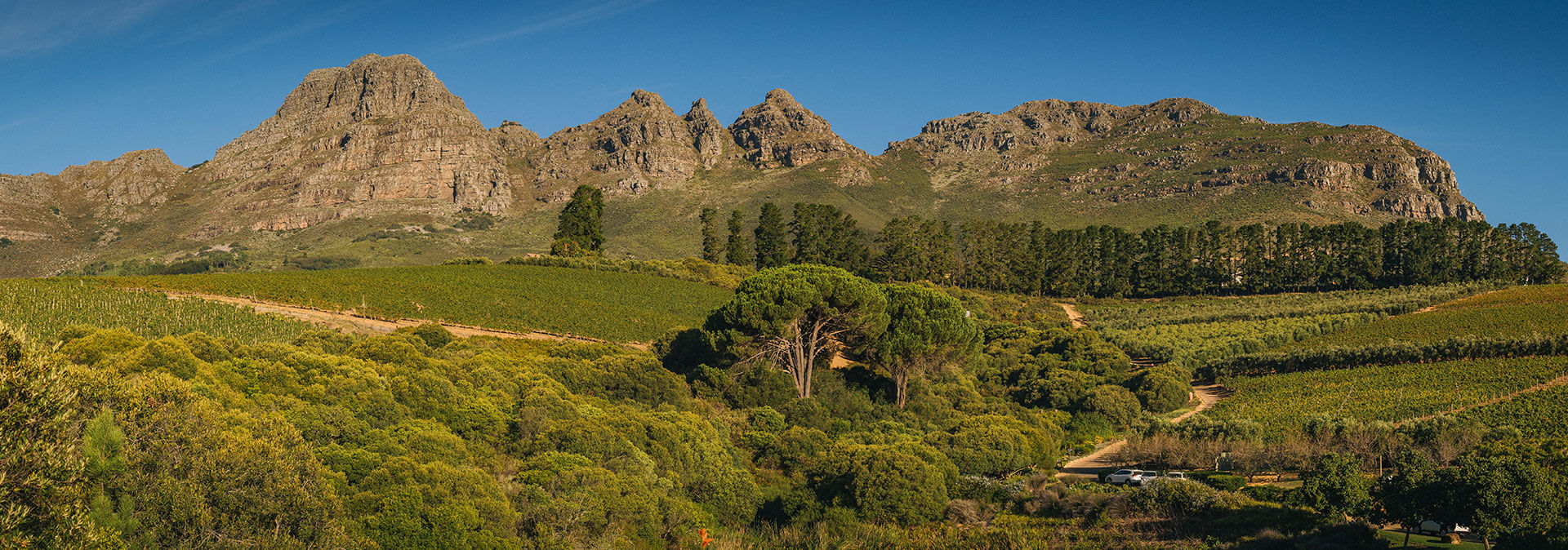 Breathtaking vistas of Cape Winelands, lush vineyards beneath rugged mountains.