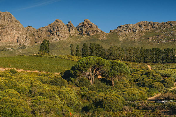 Breathtaking vistas of Cape Winelands, lush vineyards beneath rugged mountains.