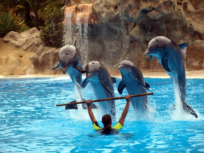 Alanya: Dolphin Show